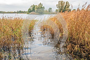 View between the yellowed reeds