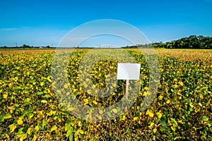 view of Yellowing leaves of soya in the untreated field demonstration areas