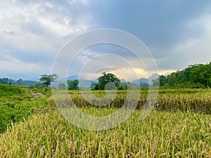 View of yellowing rice in terraced fields with a backdrop of beautiful trees and hills