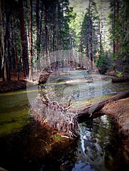 View of the Yosemite creek in the Yosemite Valley, Sierra Nevada, Lomography