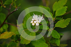View of a young branch with green leaves and flowering, selective focus. Growth, seasonality concept, nature photo