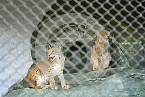 View of young Eurasian Lynx with black spots on brown fur in cage.