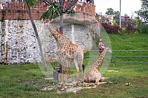 View of young giraffes in conservation in summer with green grass in background.