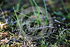 View of a young green grass