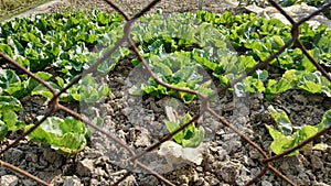 View of young green vegetable grown in a garden seen through an interlinked fence