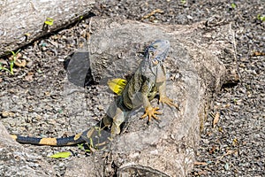 A view of a young male iguana bashing in the sun beside the Belize River in Belize