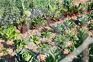 View of young plants of vegetable cultivars growing in kitchen garden