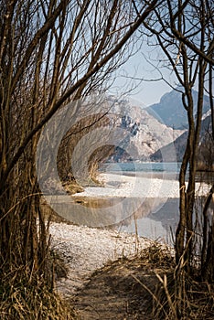 View through young trees on a lake