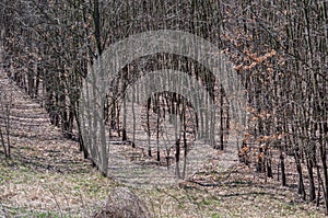 View of young trees planted in a row