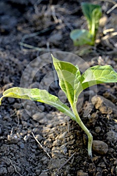 View of young watered green tobacco plant in field