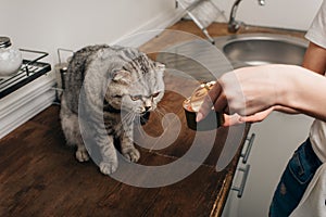 View of young woman giving grey scottish fold cat pet food in can