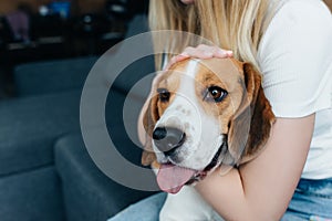 View of young woman sitting on couch and stroking beagle dog