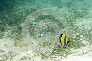 View of zanclus cornutus fish