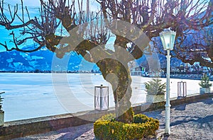 The view on Zeller see through the tree, Zell am See, Austria