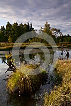 View of Zhuravlinoe marsh