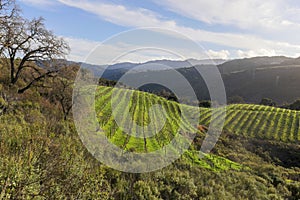 Vineyards above the foothills of Saratoga in Santa Cruz Mountains. photo