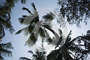 Viewing coconut palm differently.