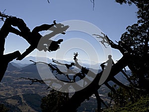 viewing enormous mountains through intricate tree branches