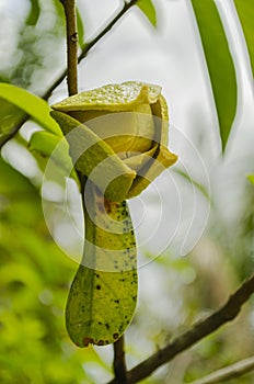 Viewing Inside The Thinck Outer Petal Of Soursop Blossom