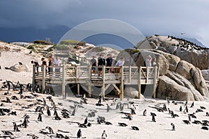 Viewing platform at Boulders Beach in Simonstown, Cape Town, South Africa, where there is a colony of African penguins.