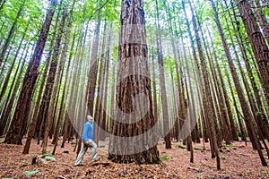 Viewing the Redwoods - Rotorua