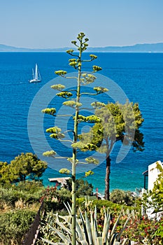 Viewpoint from appartment house surrounded by greenery at the coast of Skopelos island near Panormos bay