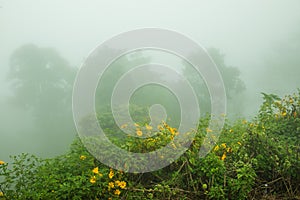 Viewpoint area with mist in winter season at Phayao province