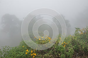 Viewpoint area with mist in winter season at Phayao province