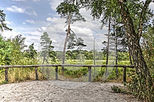 Viewpoint in the forest