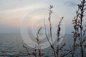 Viewpoint hill with sea blue sky and grass flowers