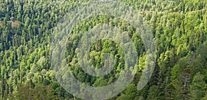 Viewpoint over mixed forest.