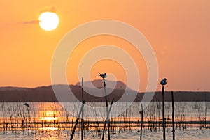 Viewpoint to watch the sunset in the middle of the sea, seagulls come to island on the stumps