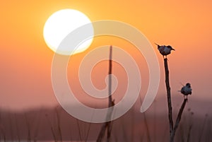 Viewpoint to watch the sunset in the middle of the sea, seagulls come to island on the stumps