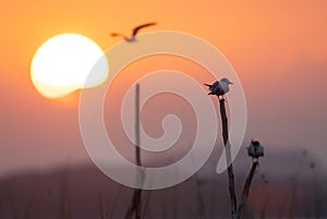 Viewpoint to watch the sunset in the middle of the sea, seagulls come to island on the stumps