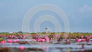 Viewpoint tower with lotus flowers at Thalenoi, Phatthalung Province