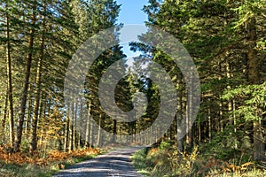 Views along the Raiders Road in the Galloway Forest Park during