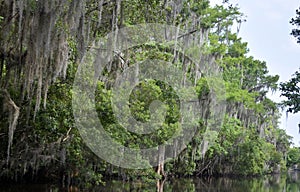 Views Along the River Banks of the Bayou