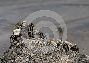 Views around Boca Sami - crabs photo