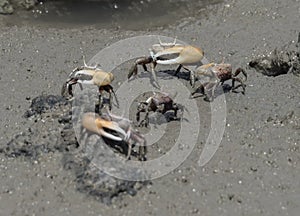Views around Boca Sami - crabs photo