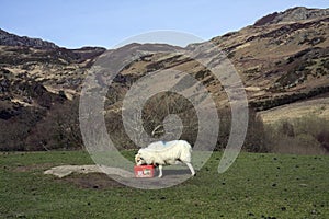Views around Capel Curig