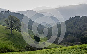 Views of Byrne Preserve towards Santa Cruz Mountains