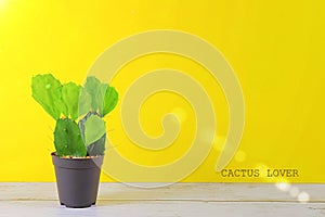 Views of CACTUS on yellow pastel background with text