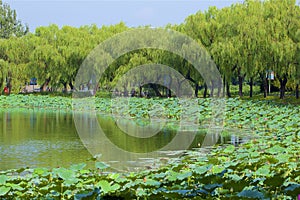 Chaoyang park, Beijing photo