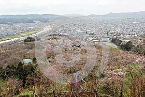 Views of cherry blossoms at Shiroishi RiversideHitome Senbonzakura or thousand cherry trees at sight and Zao Mountain Range seen