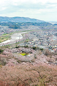 Views of cherry blossoms at Shiroishi RiversideHitome Senbonzakura or thousand cherry trees at sight and Zao Mountain Range seen