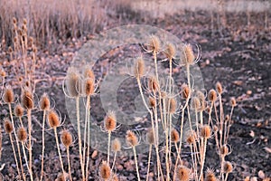 Views from the Cradleboard Trail walking path on the Carolyn Holmberg Preserve in Broomfield Colorado surrounded by Cattails, wild