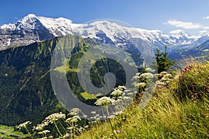 Views of the Eiger, MÃÂ¶nch and Jungfrau from Schynige Platte, Switzerland