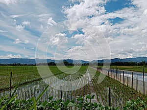 views of fertile rice fields under the hills and white clouds and beautiful blue skies