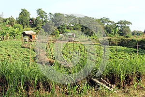 Views of fields planted with vegetables