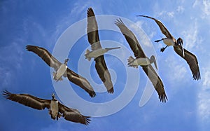 Views of flying pelicans in blue sky